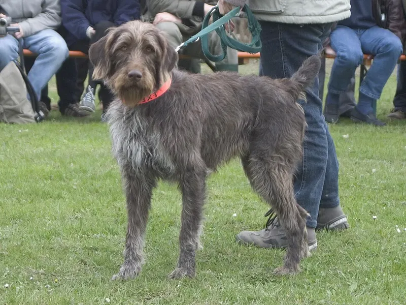 szálkásszőrű német vizsla