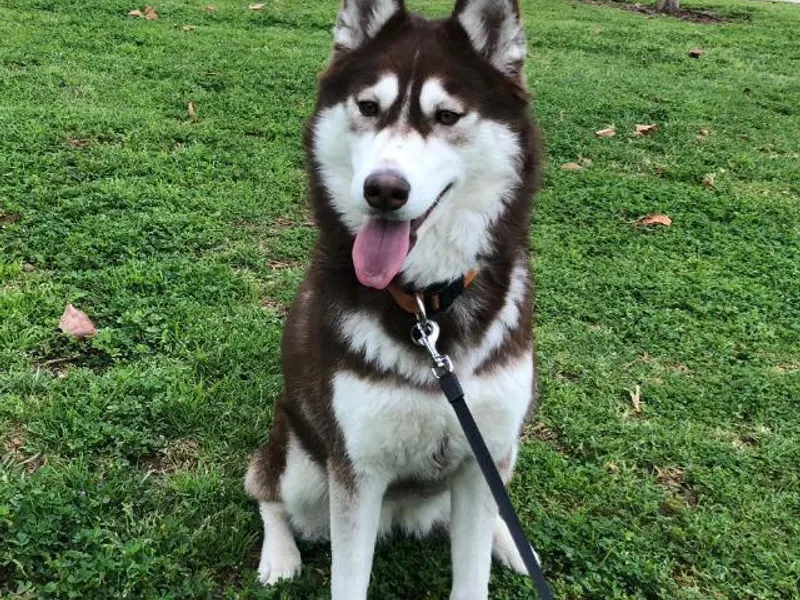 szibériai husky
