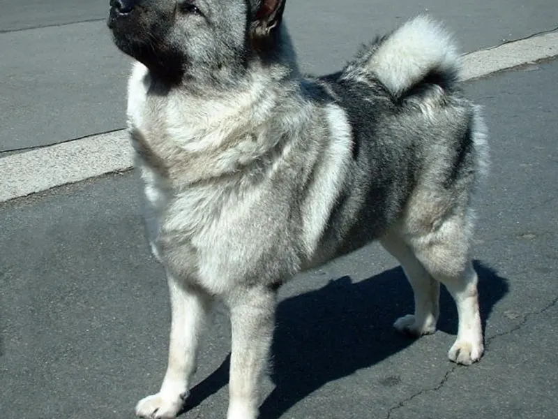 Szürke norvég elkhund