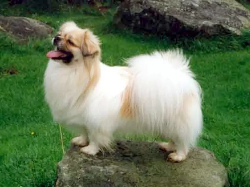 tibeti spániel