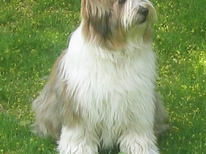 tibeti terrier