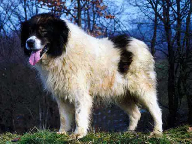 Tornjak