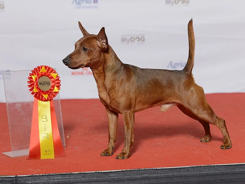 törpe pinscher
