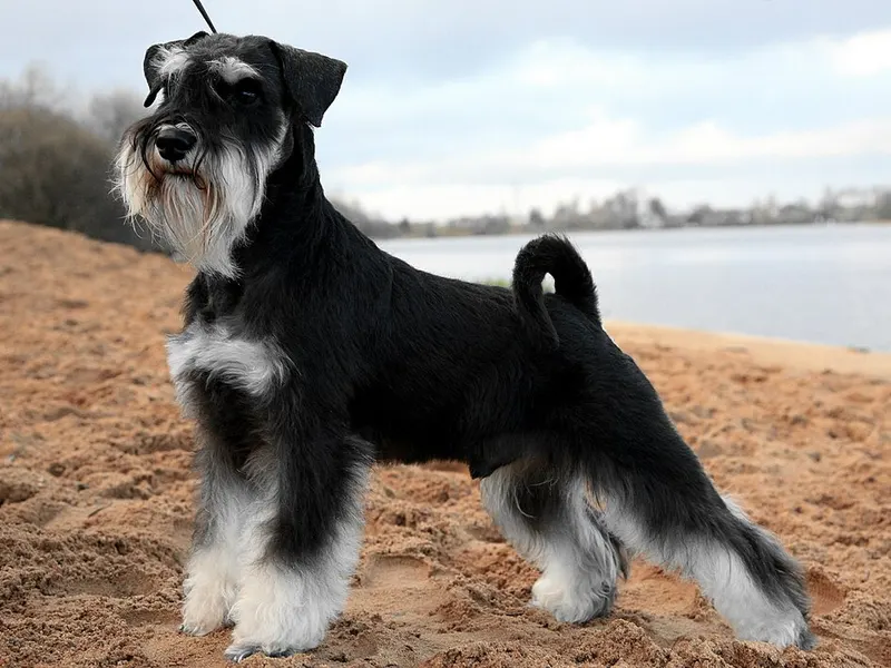 törpe schnauzer