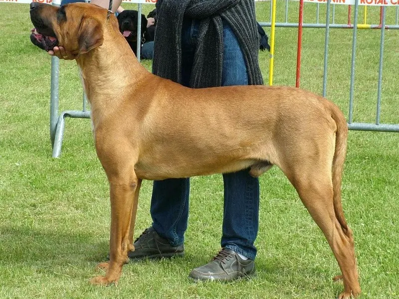 tosza inu