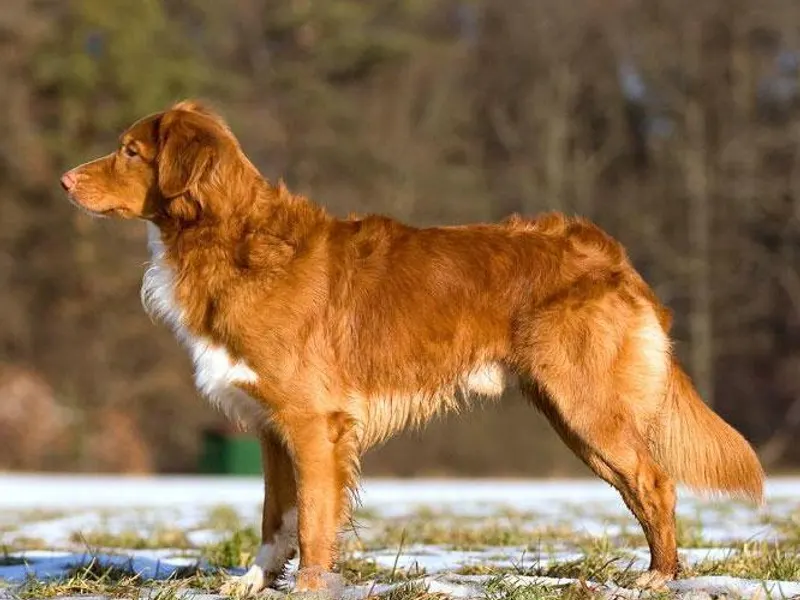 vadkacsavadász retriever