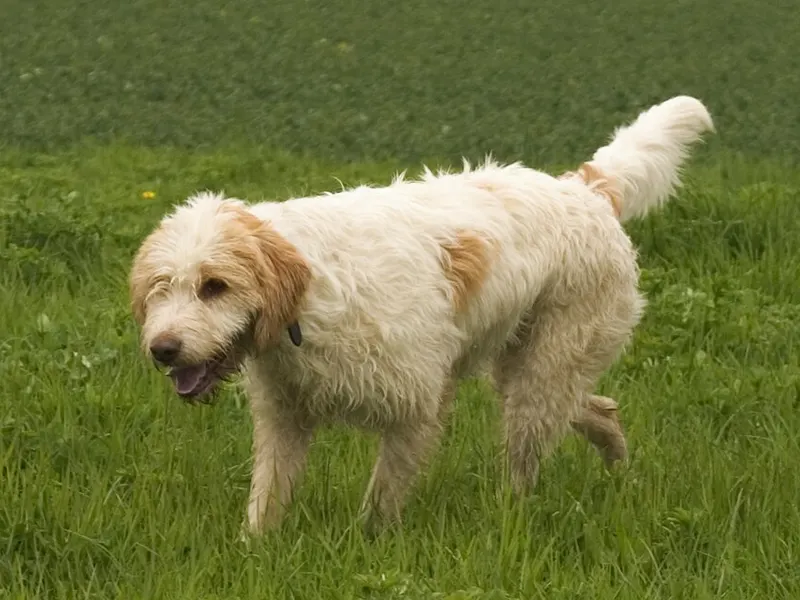 vendée-i griffonkopó