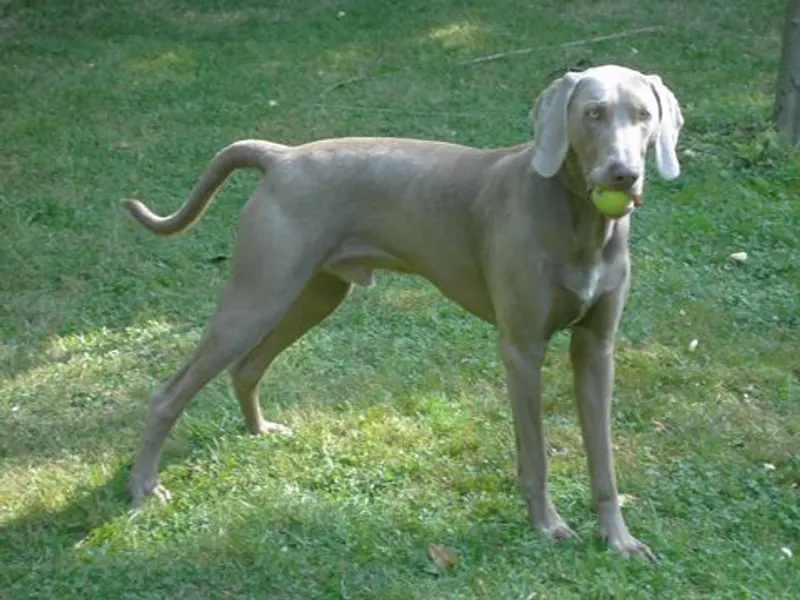weimari vizsla
