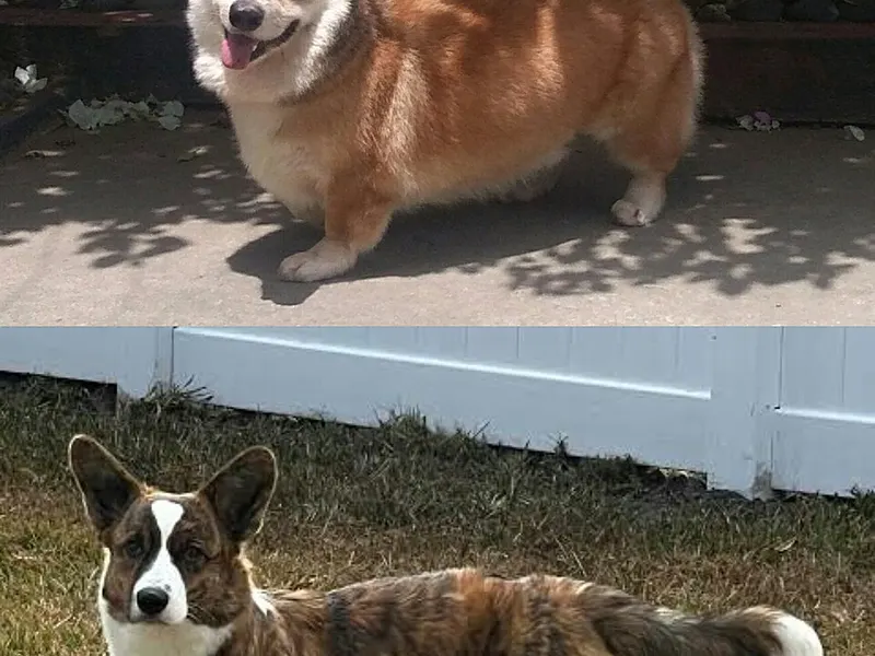 Welsh corgi