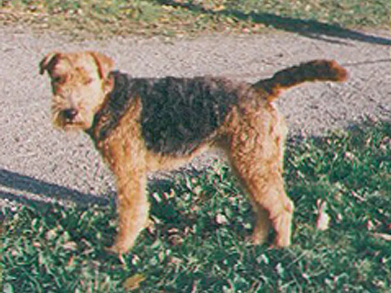 Welsh terrier
