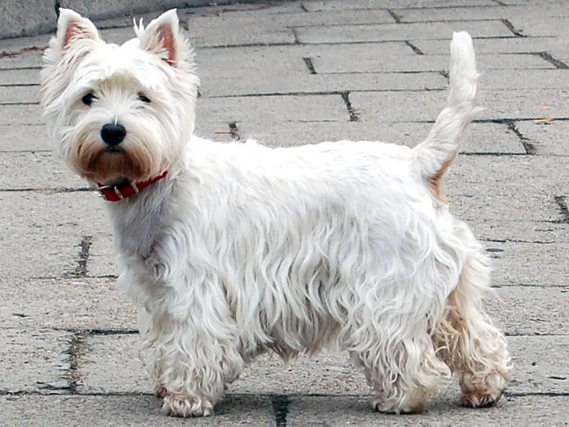 West highland white terrier