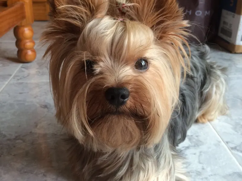 yorkshire terrier
