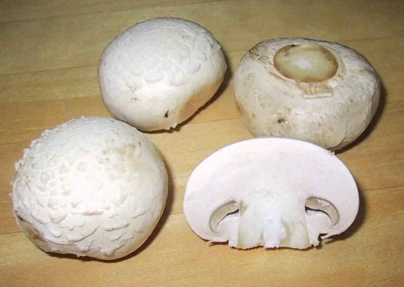 Bolti gomba (csiperke)