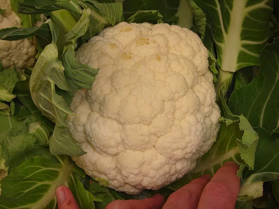 Karfiol