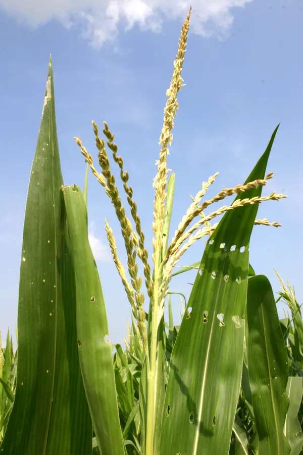 Kukorica (szem)