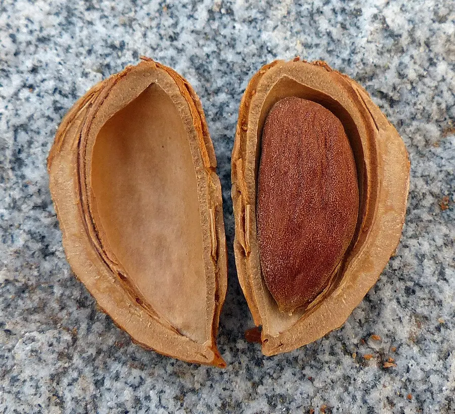 Mandula