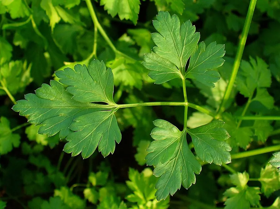 Petrezselyem