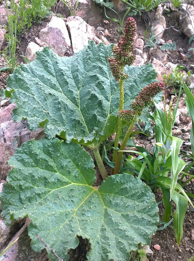 Rebarbara
