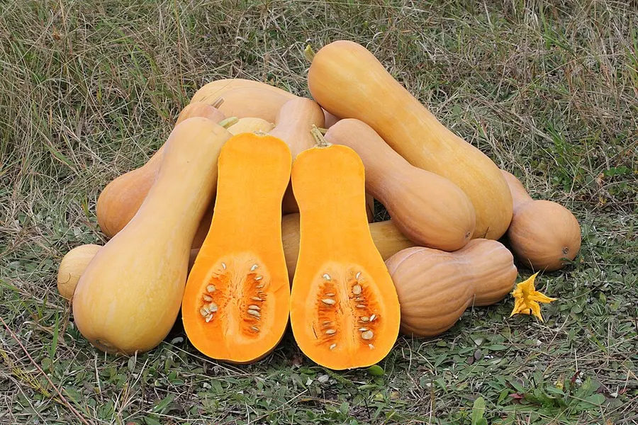 Sütőtök