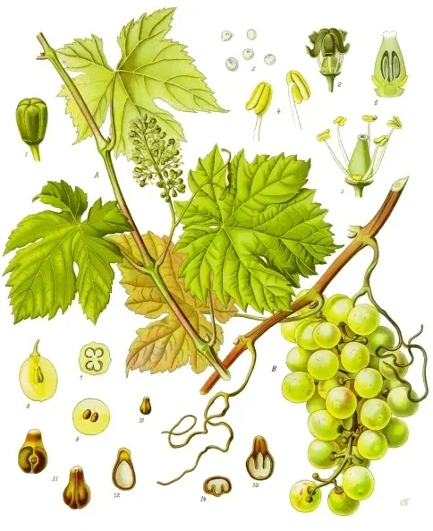 Szőlő