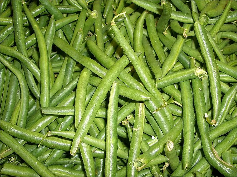 Zöldbab