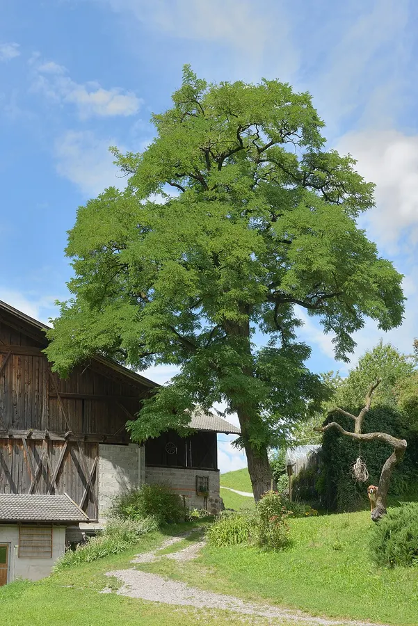 Akác (Robinia pseudoacacia)