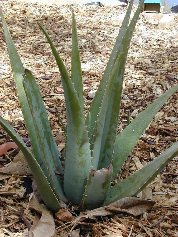 Aloe vera (Aloe vera)