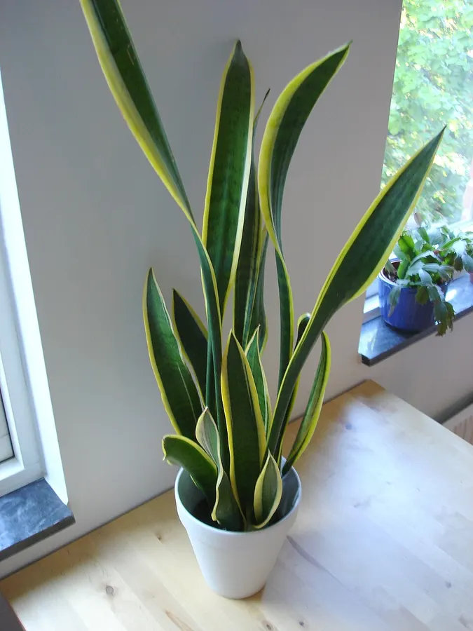 Anyósnyelv (Sansevieria trifasciata)