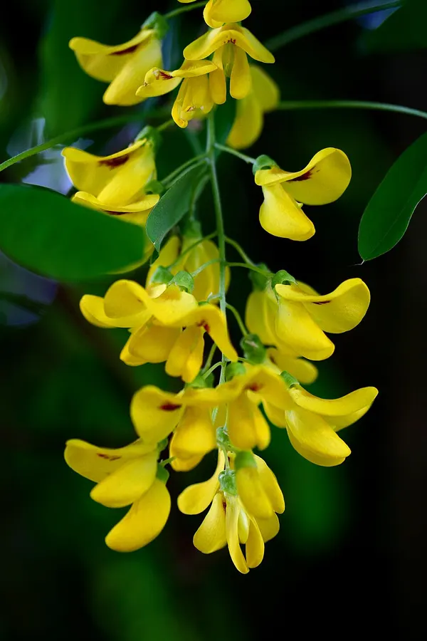 Aranyeső (Laburnum anagyroides)