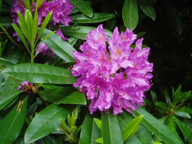 Azálea és rododendron (Rhododendron spp.)
