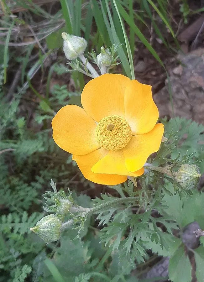 Boglárka (Ranunculus spp.)