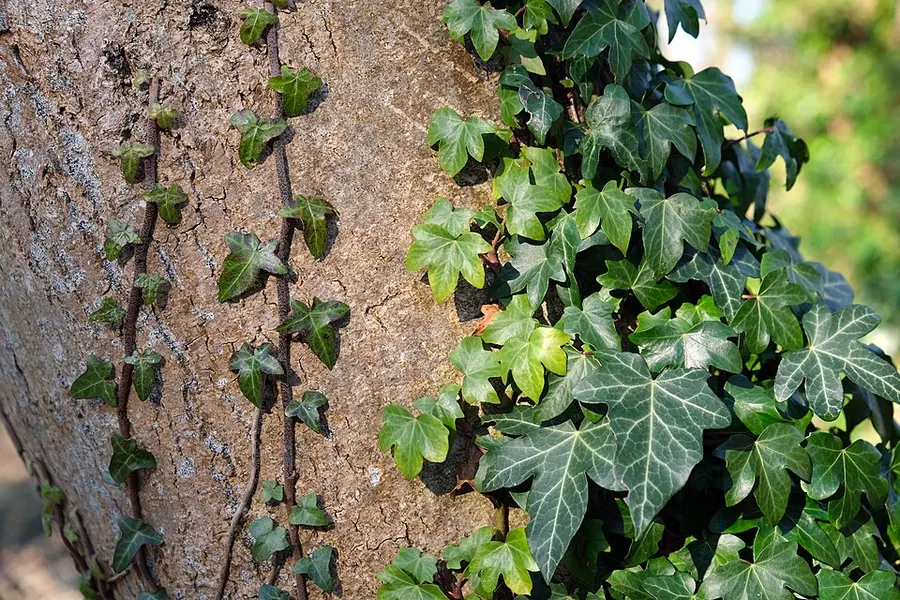 Borostyán (Hedera helix)