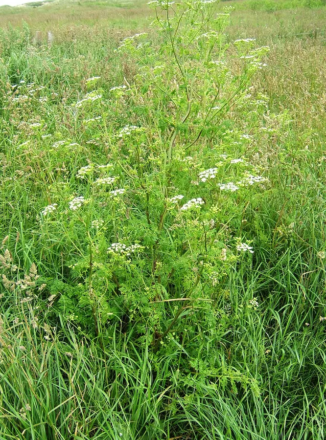Foltos bürök (Conium maculatum)