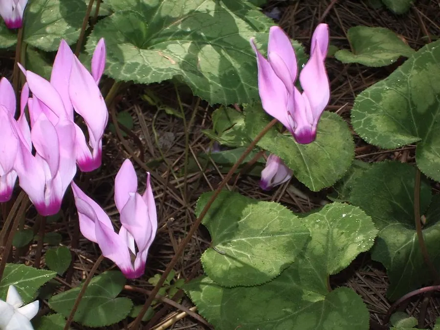 Ciklámen (Cyclamen spp.)