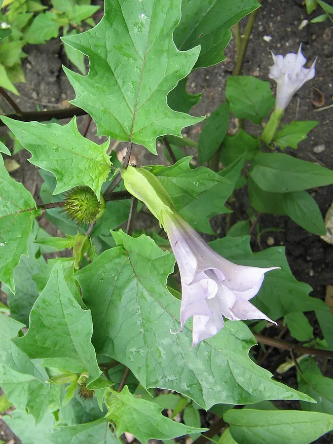 Csattanó maszlag (Datura stramonium)