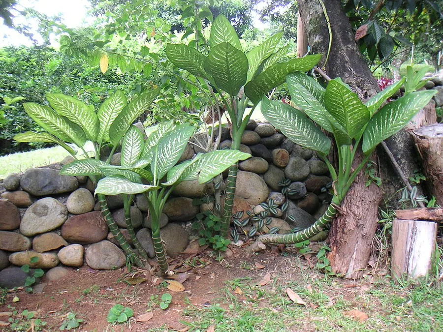 Diffenbachia (Dieffenbachia spp.)