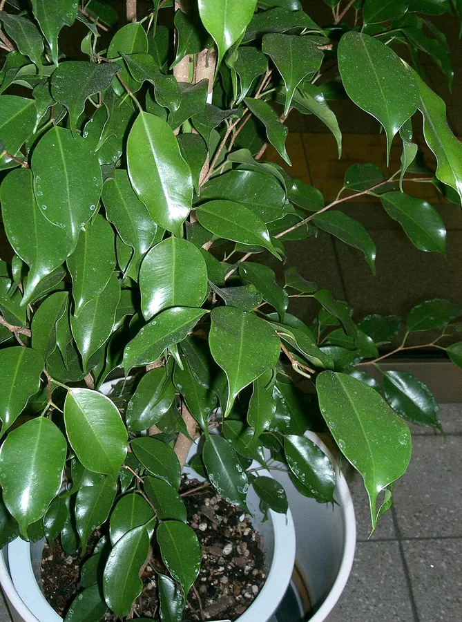 Fikusz (gumifa, Benjamin-fikusz) (Ficus benjamina, Ficus elastica)