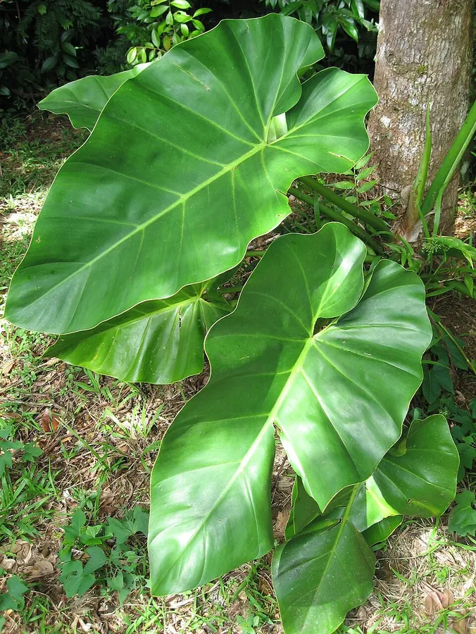 Filodendron (Philodendron spp.)