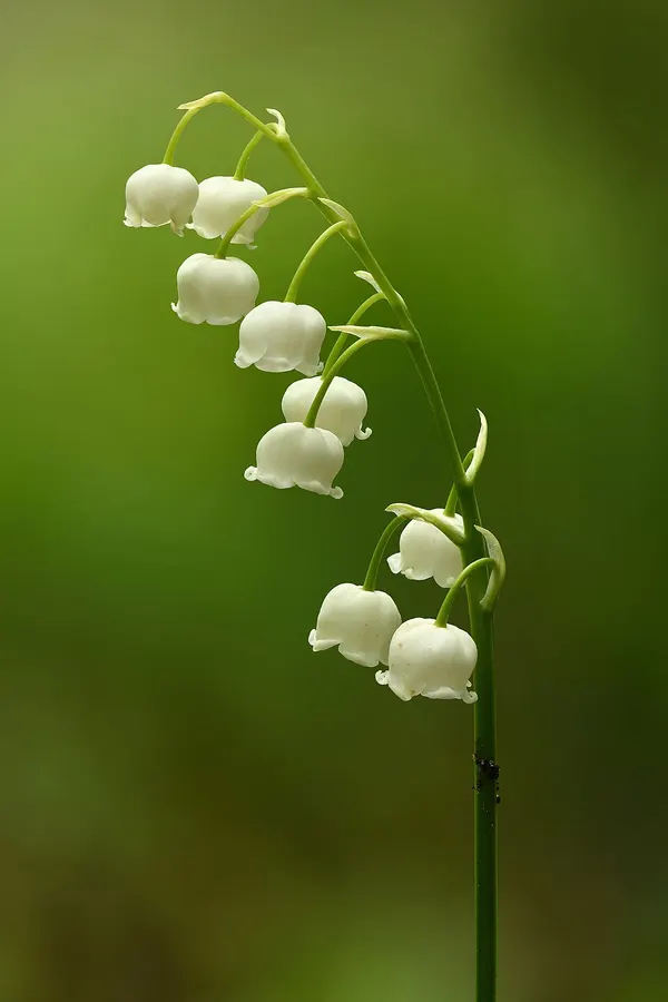 Gyöngyvirág (Convallaria majalis)