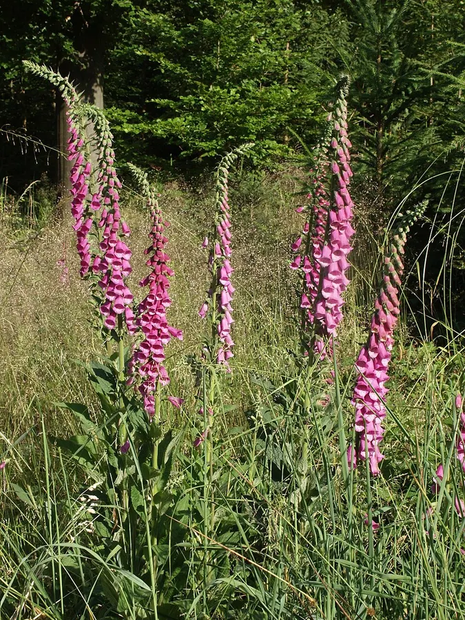 Gyűszűvirág (Digitalis purpurea)