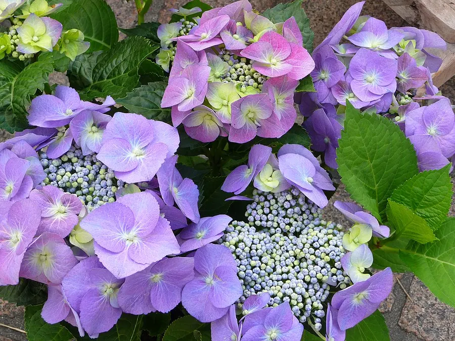 Hortenzia (Hydrangea spp.)