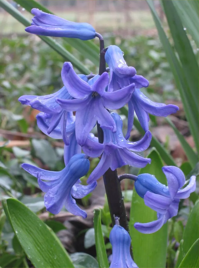 Jácint (Hyacinthus orientalis)