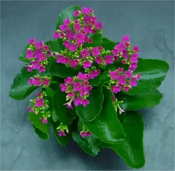 Kalanchoe (korallvirág) (Kalanchoe spp.)