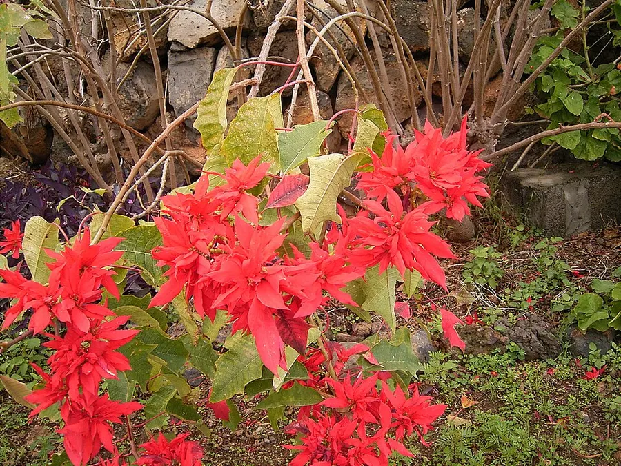 Mikulásvirág (karácsonyi csillag) (Euphorbia pulcherrima)