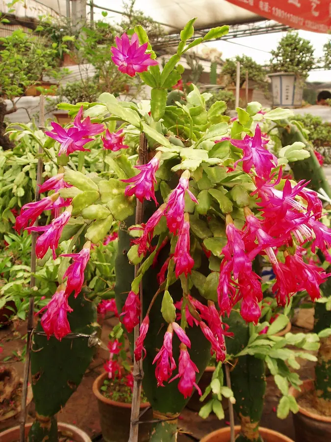 Karácsonyi kaktusz (Schlumbergera bridgesii)