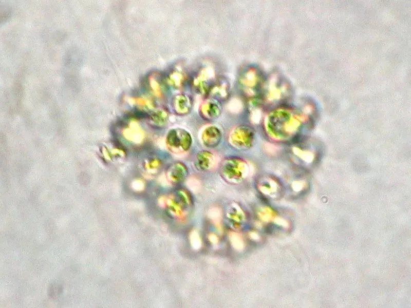 Kék alga (cianobaktérium) (Microcystis, Dolichospermum és mások)