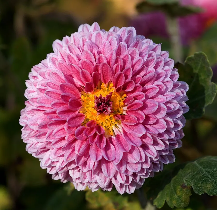 Krizantém (Chrysanthemum spp.)