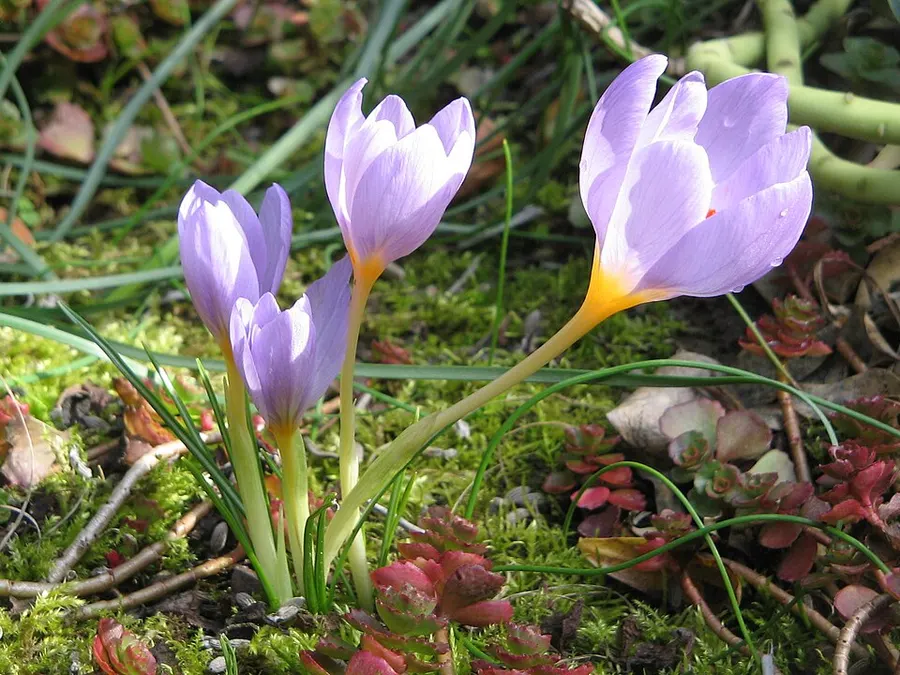 Krókusz (tavaszi) (Crocus spp.)