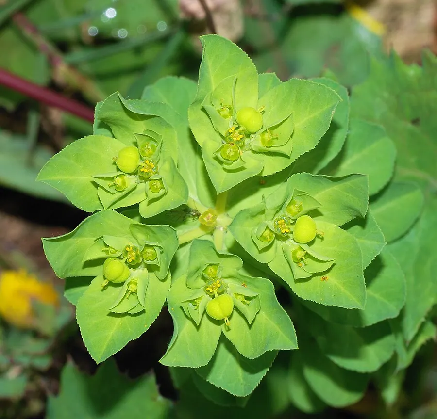 Kutyatej (Euphorbia) (Euphorbia spp.)