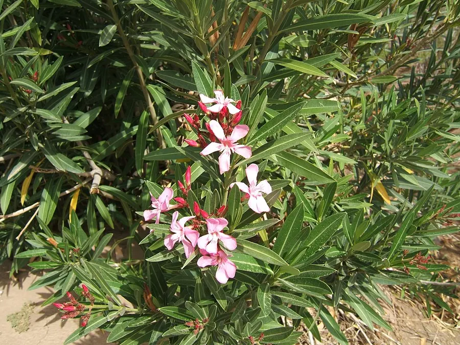 Leander (Nerium oleander)